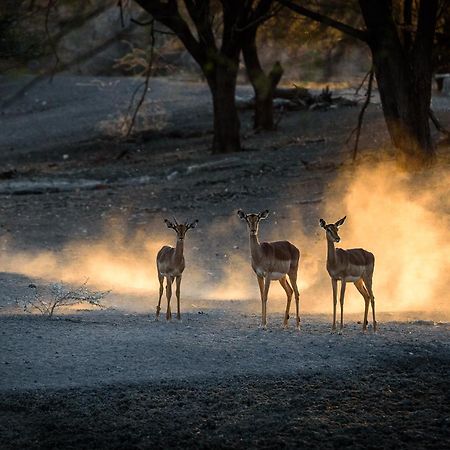Gabus Safari Lodge Otavi Eksteriør bilde