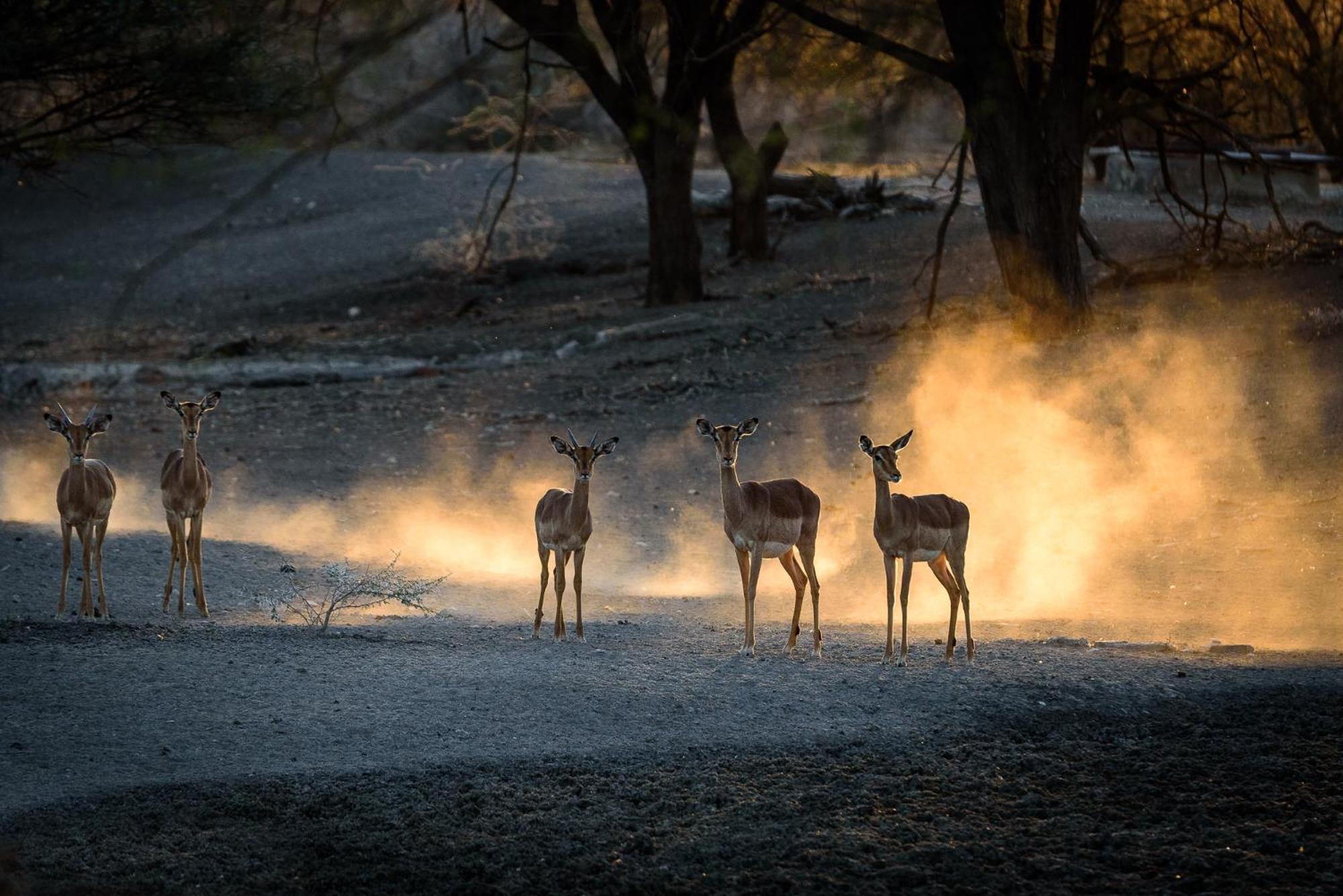 Gabus Safari Lodge Otavi Eksteriør bilde