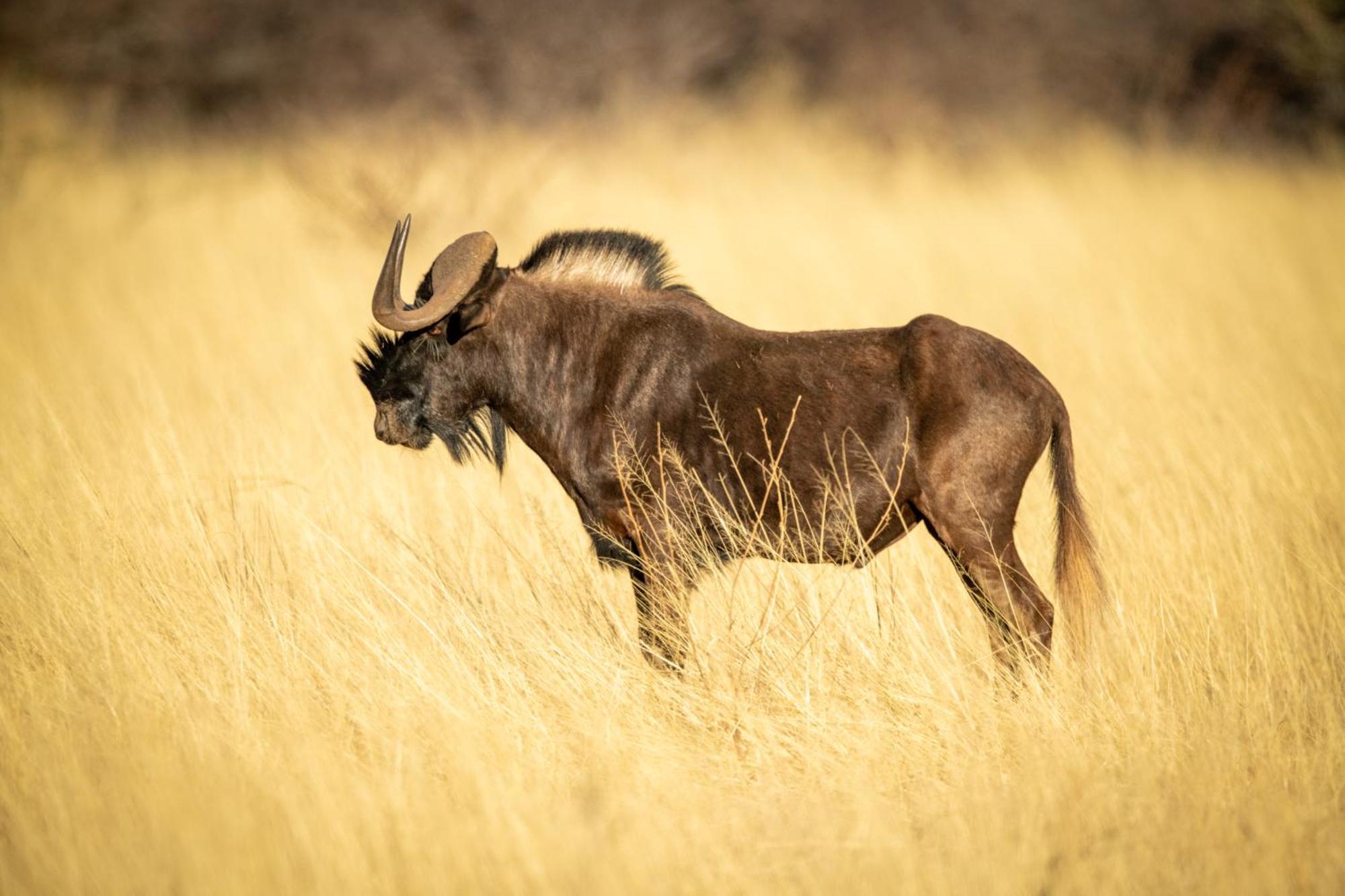 Gabus Safari Lodge Otavi Eksteriør bilde