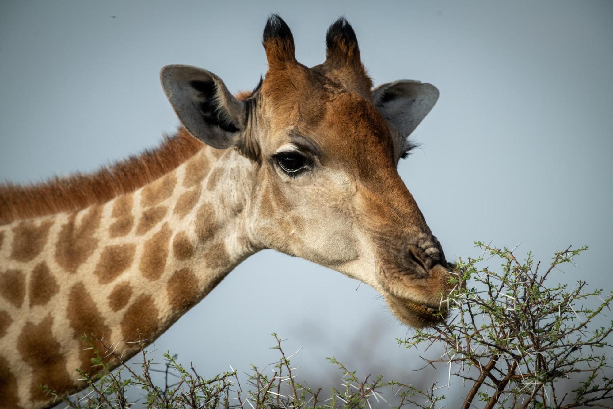 Gabus Safari Lodge Otavi Eksteriør bilde