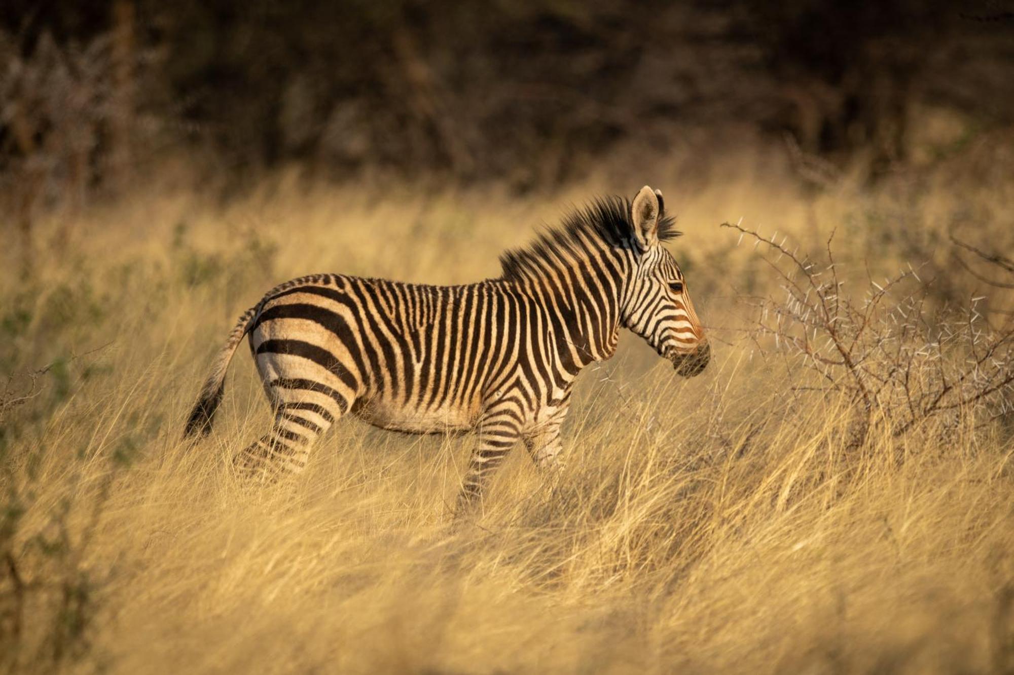 Gabus Safari Lodge Otavi Eksteriør bilde